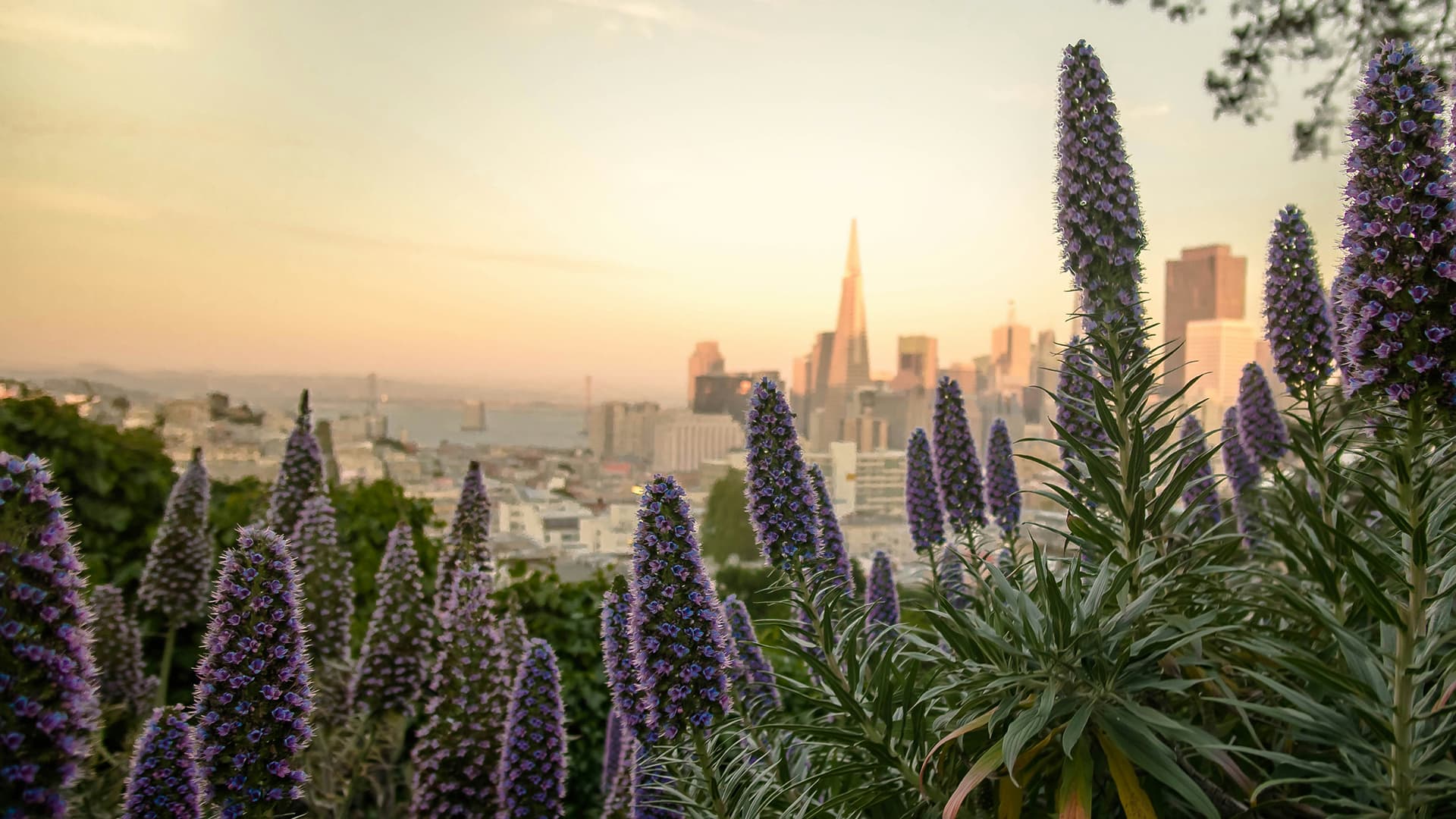 San Francisco skyline